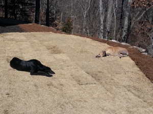Johnny and his new pal Payton enjoying the winter sun after a few laps around the yard.
